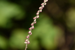 Cyathula prostrata